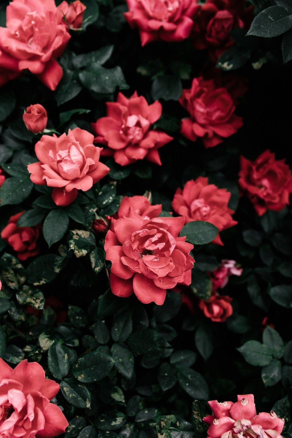 Aesthetic Red Flower Wallpapers