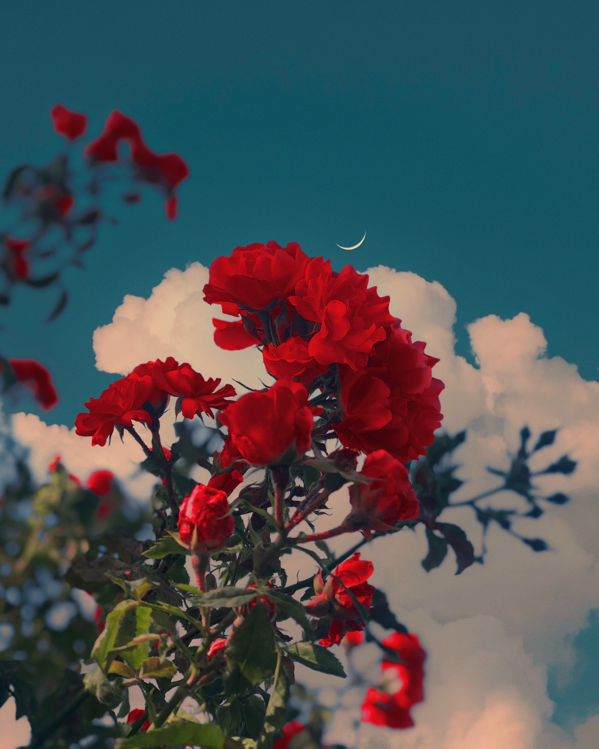 Aesthetic Red Flower Wallpapers