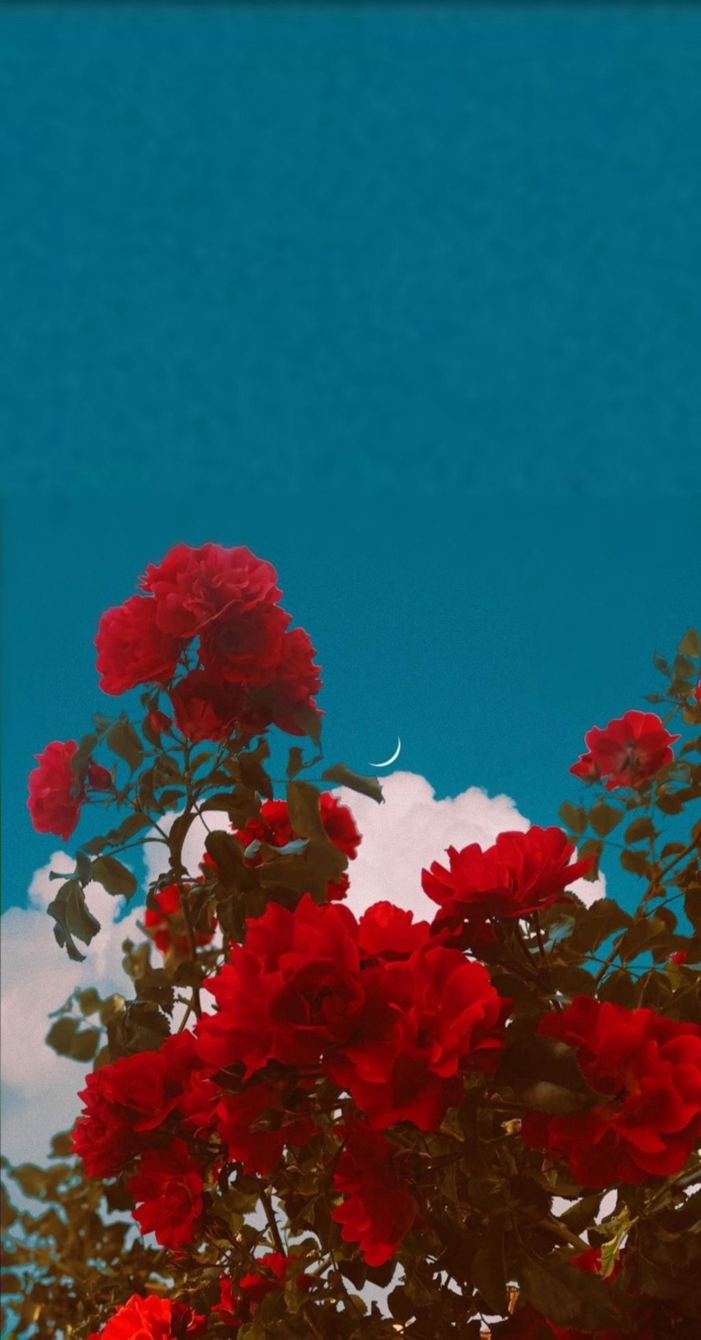 Aesthetic Red Flower Wallpapers