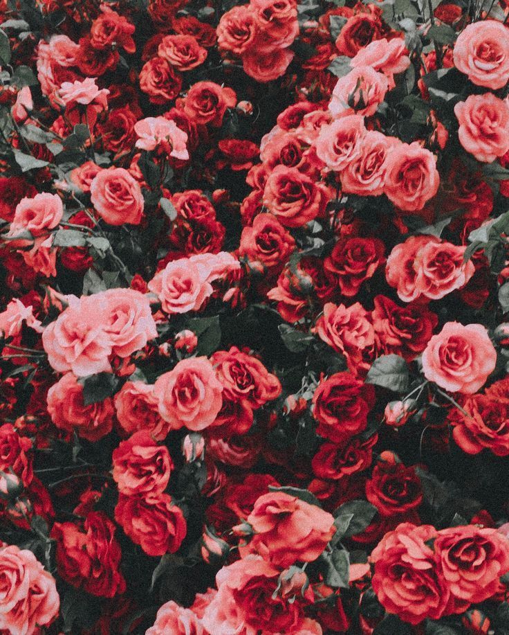 Aesthetic Red Flower Wallpapers