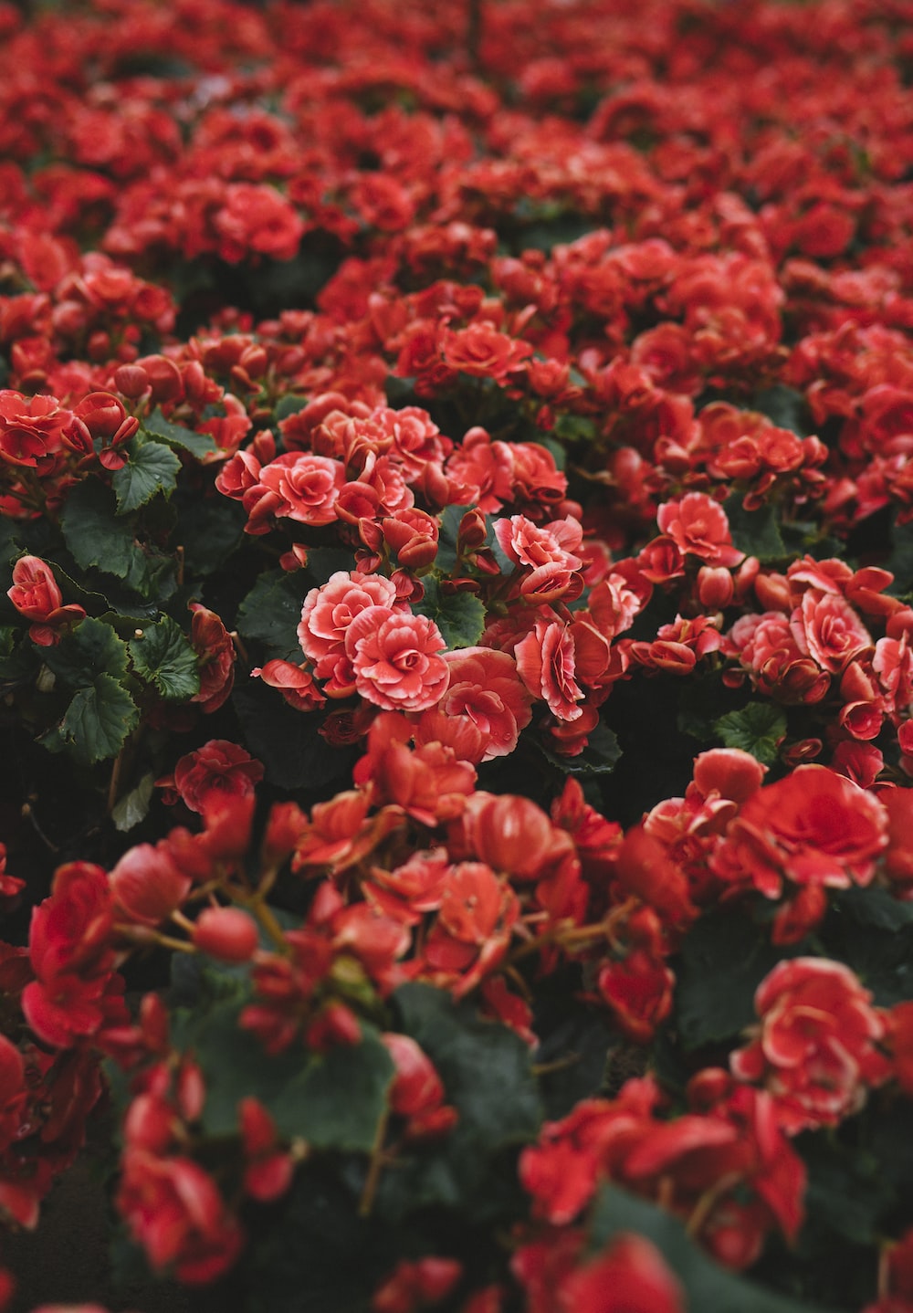 Aesthetic Red Flower Wallpapers