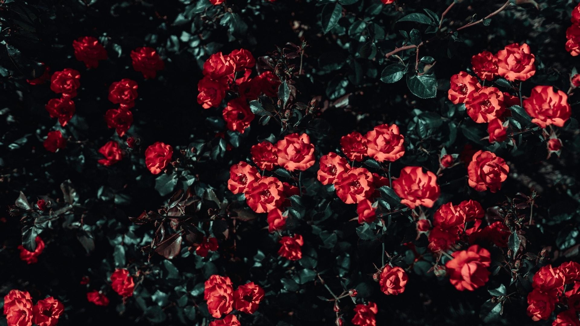 Aesthetic Red Flower Wallpapers