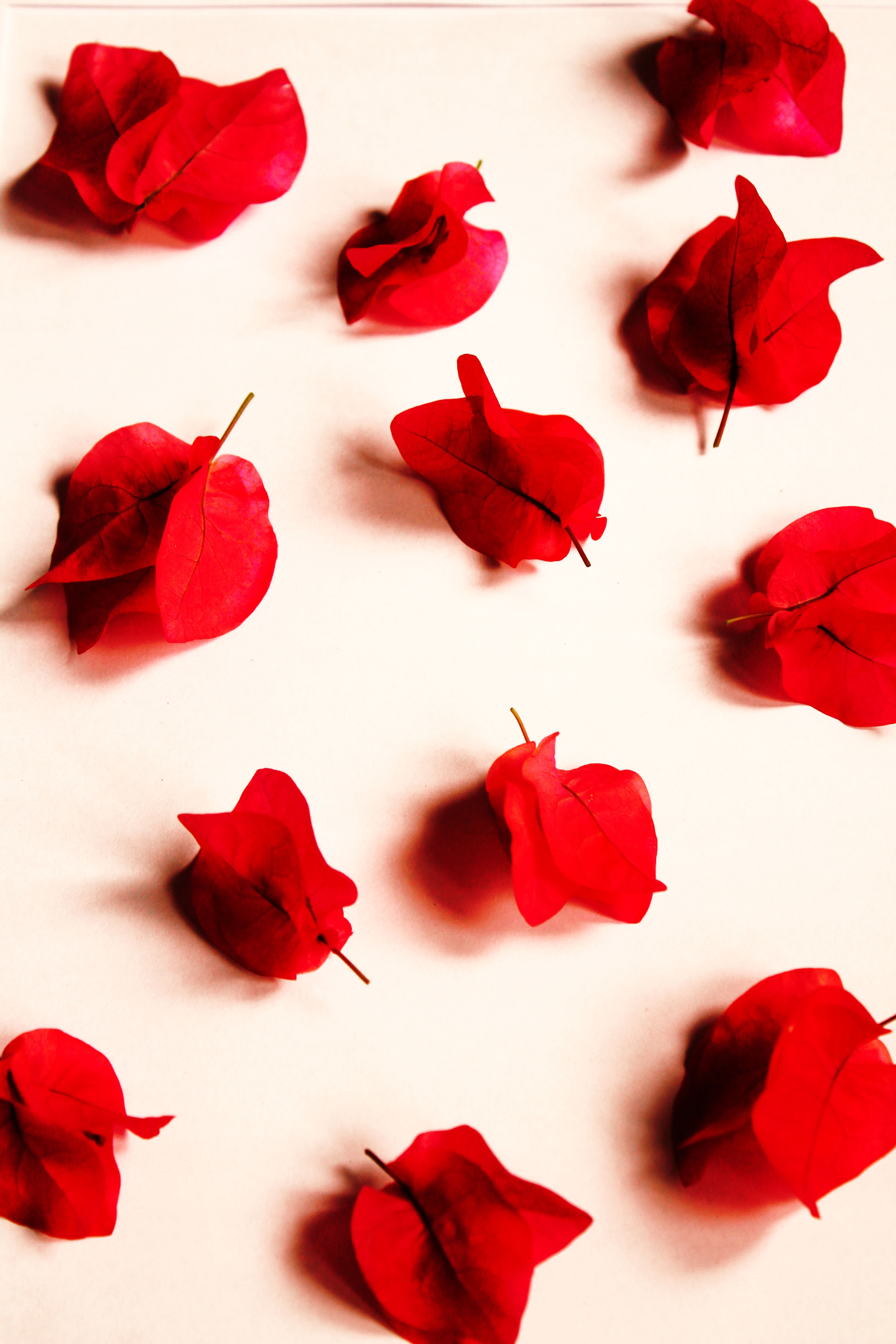 Aesthetic Red Flower Wallpapers