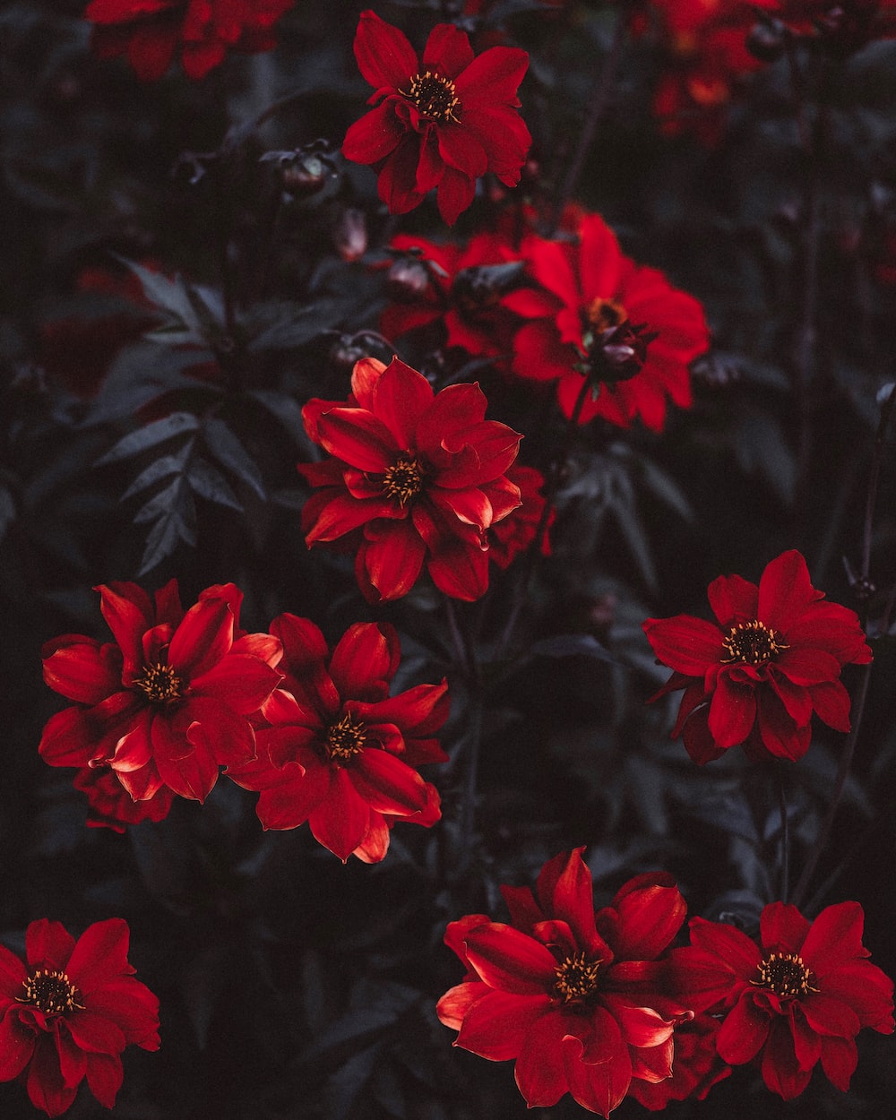 Aesthetic Red Flower Wallpapers