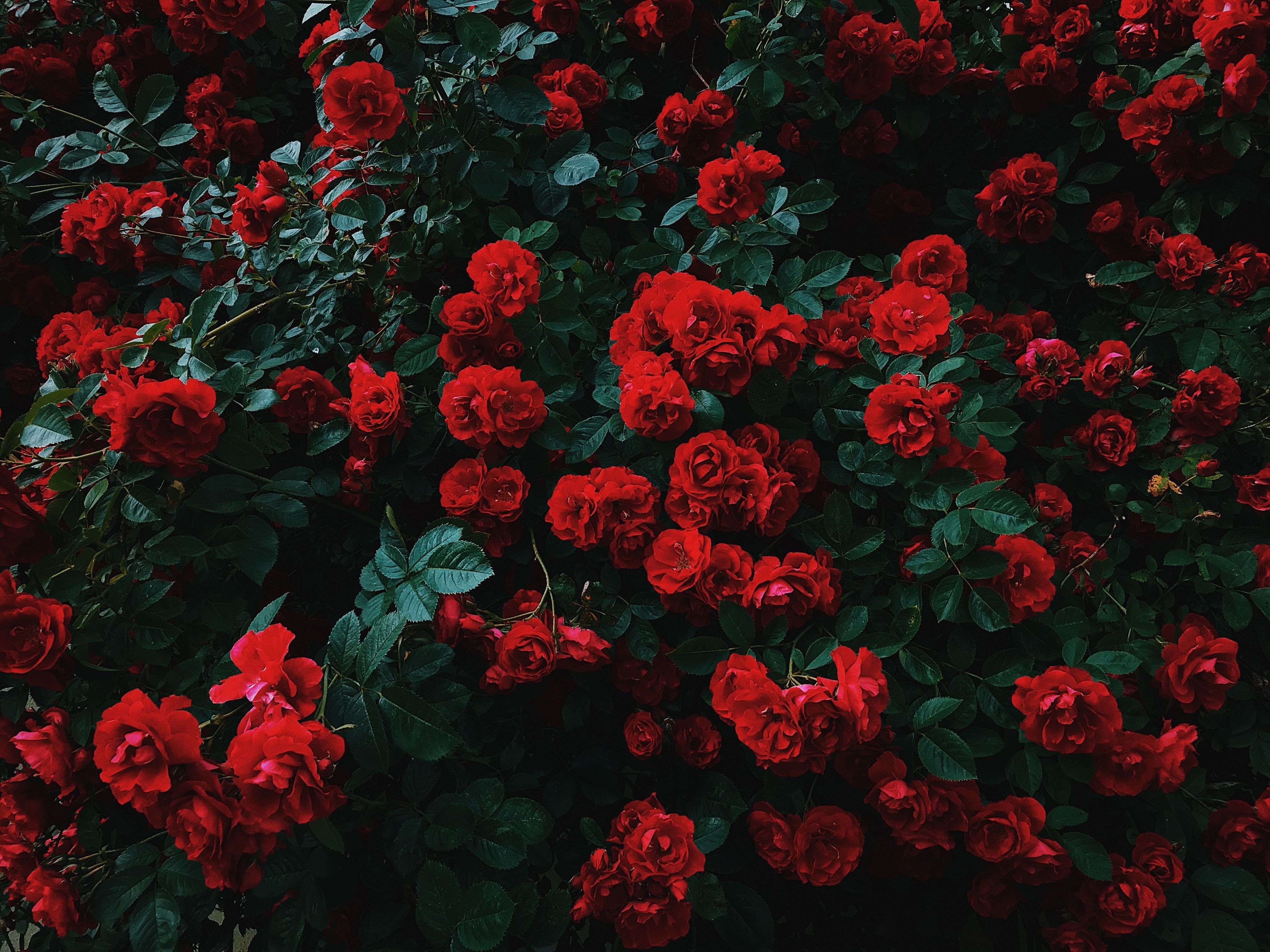 Aesthetic Rose Computer Wallpapers