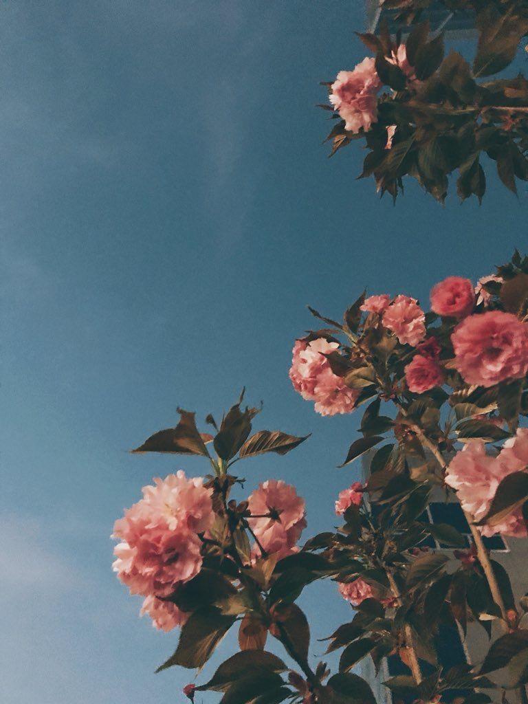 Aesthetic Rose Computer Wallpapers