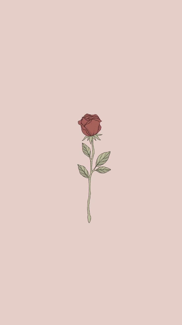 Aesthetic Rose Wallpapers