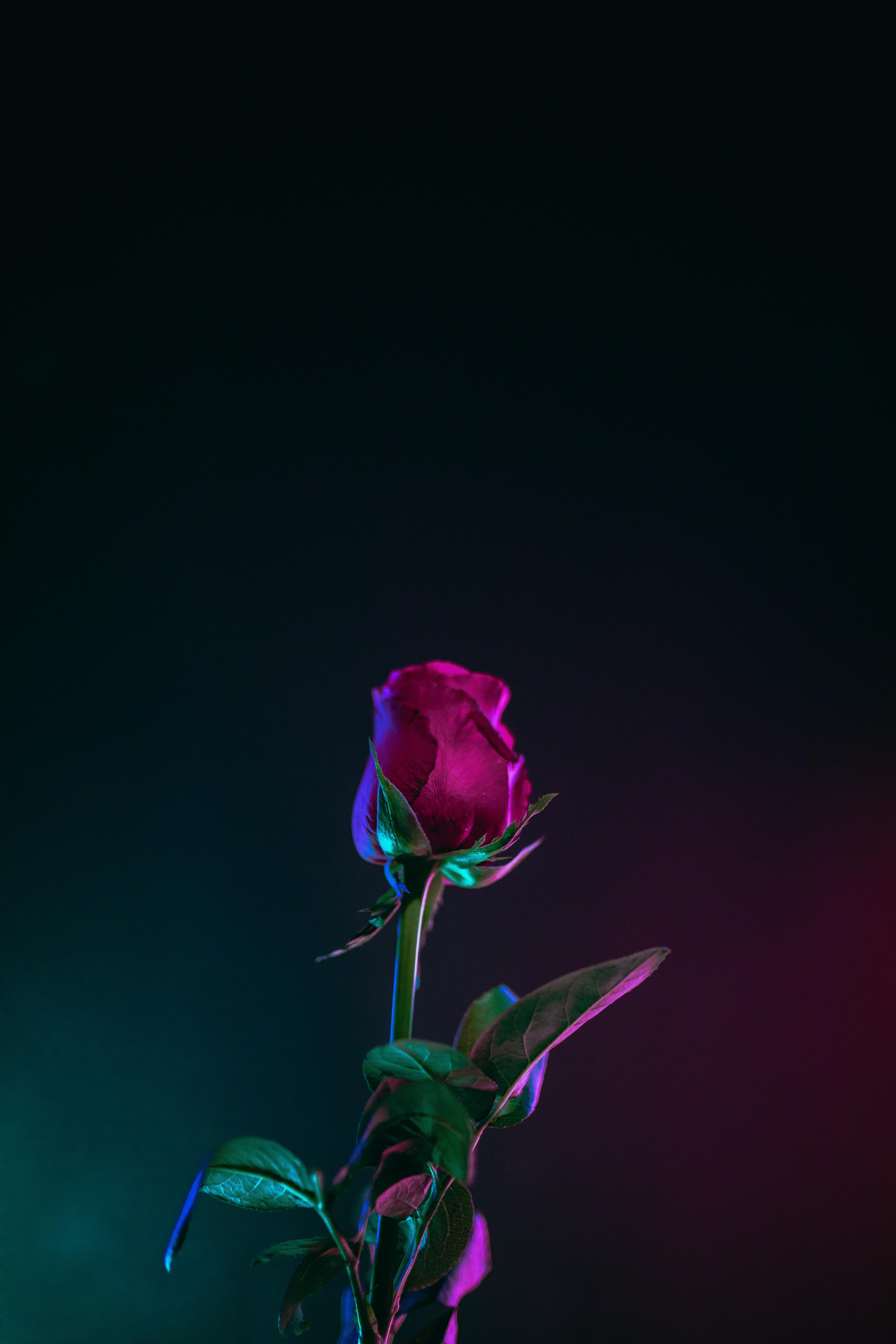 Aesthetic Rose Wallpapers