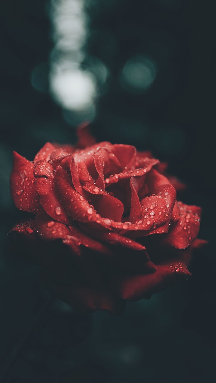 Aesthetic Rose Wallpapers