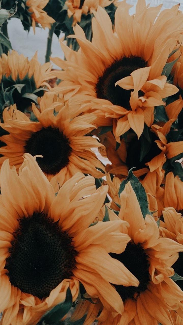 Aesthetic Roses And Sunflowers Wallpapers