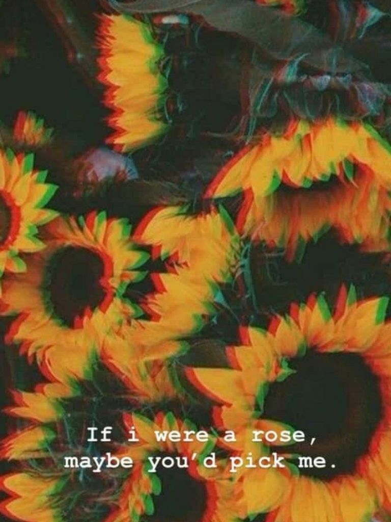 Aesthetic Roses And Sunflowers Wallpapers