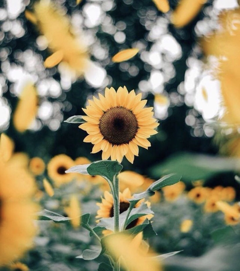 Aesthetic Roses And Sunflowers Wallpapers