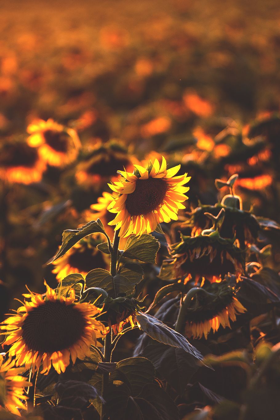 Aesthetic Roses And Sunflowers Wallpapers