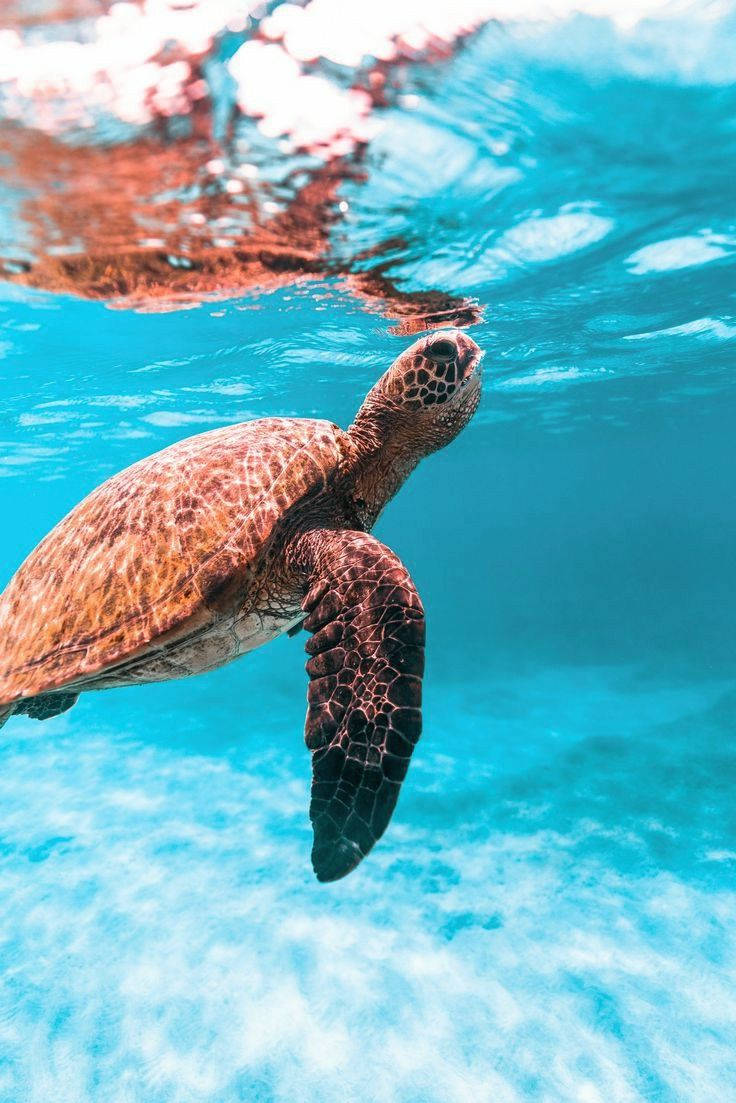 Aesthetic Sea Turtle Wallpapers