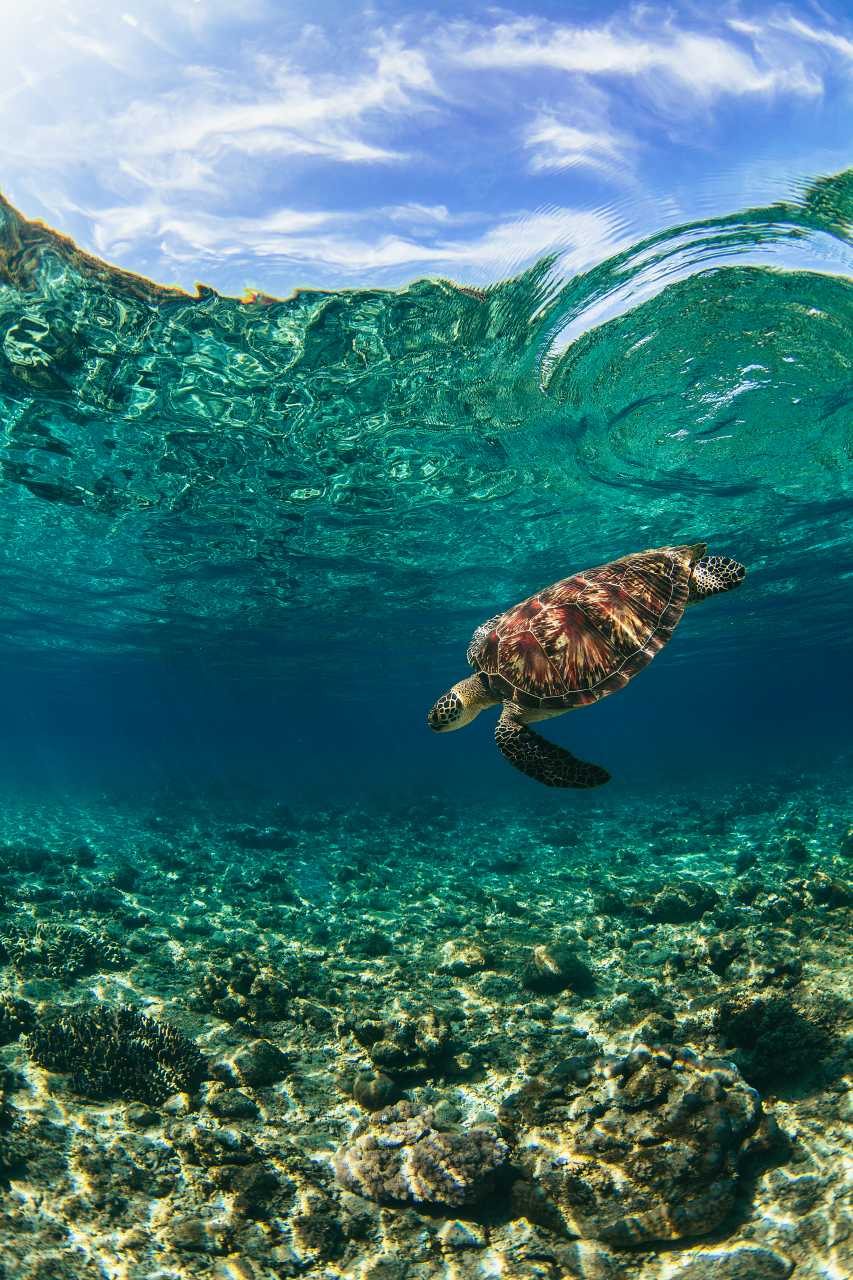 Aesthetic Sea Turtle Wallpapers