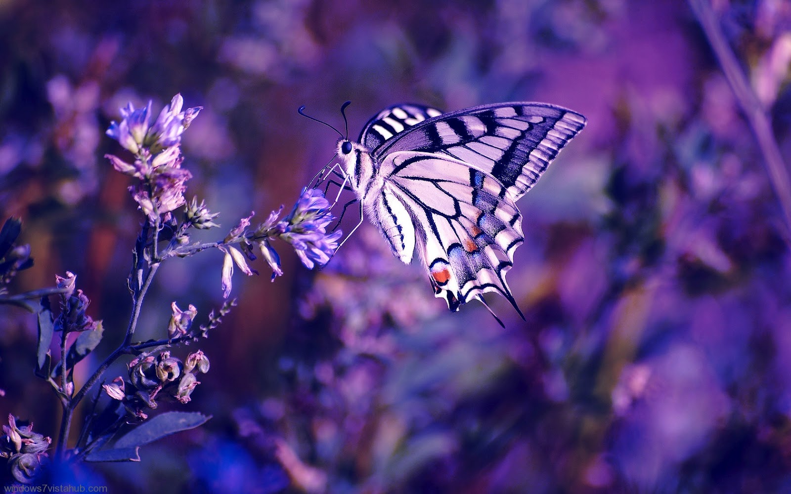 Aesthetic Sparkles Purple Butterflies Wallpapers