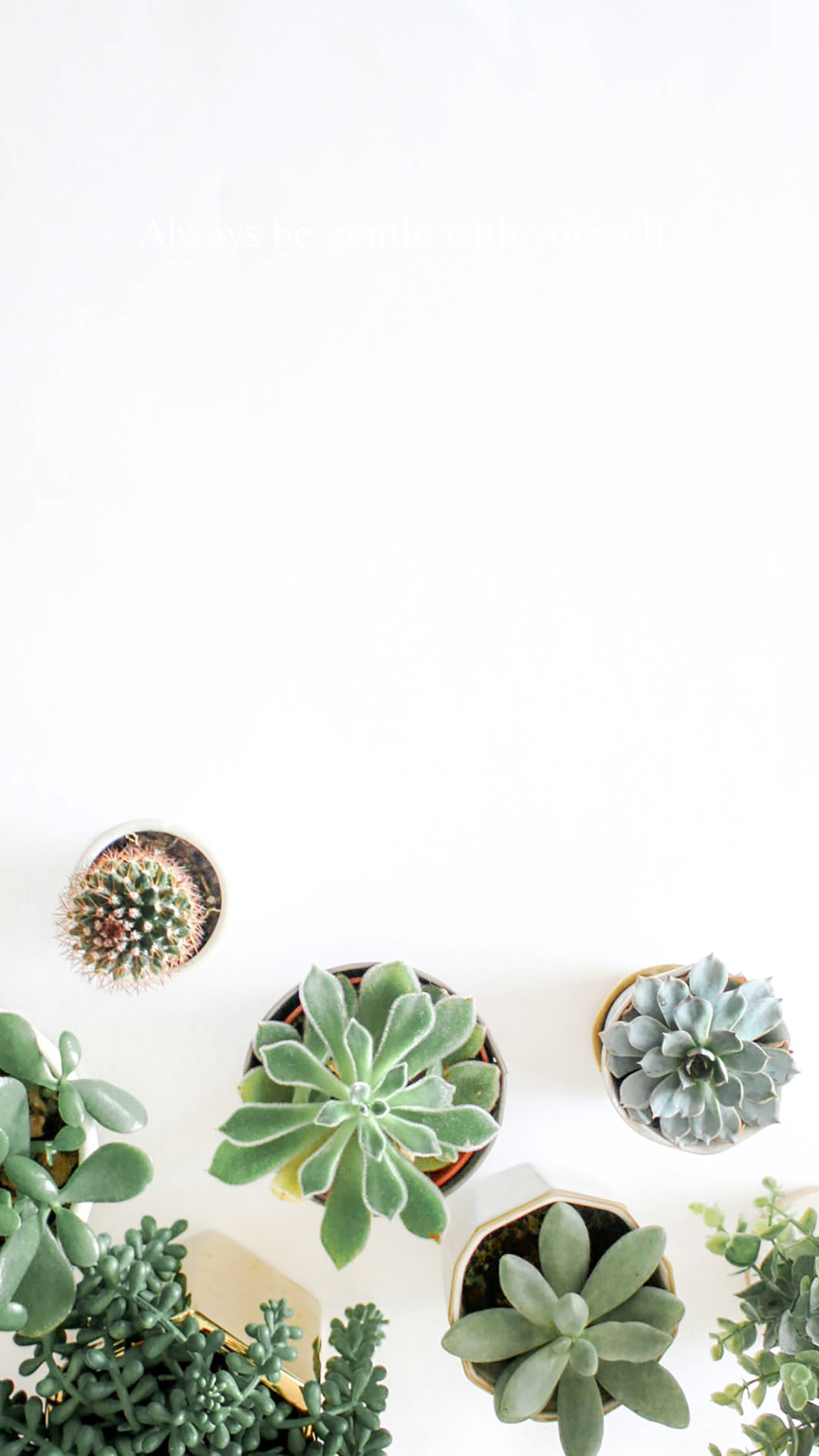 Aesthetic Succulents Wallpapers