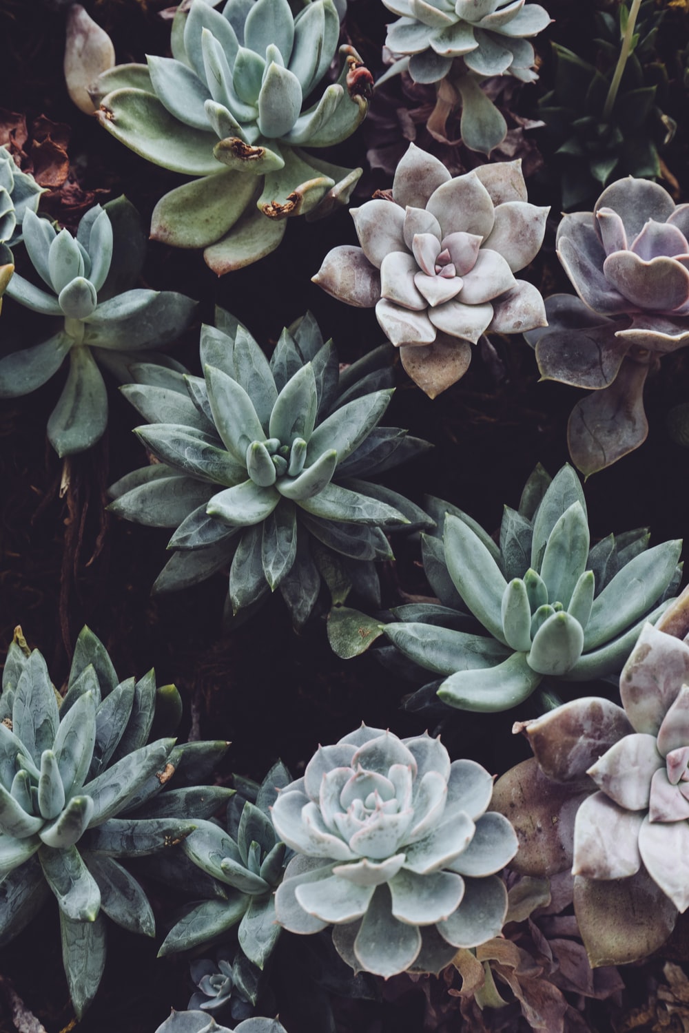 Aesthetic Succulents Wallpapers