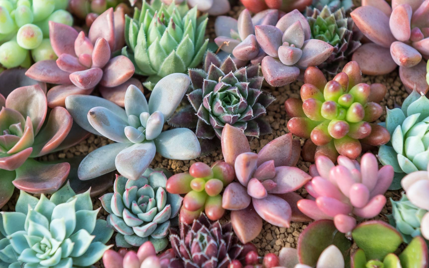 Aesthetic Succulents Wallpapers