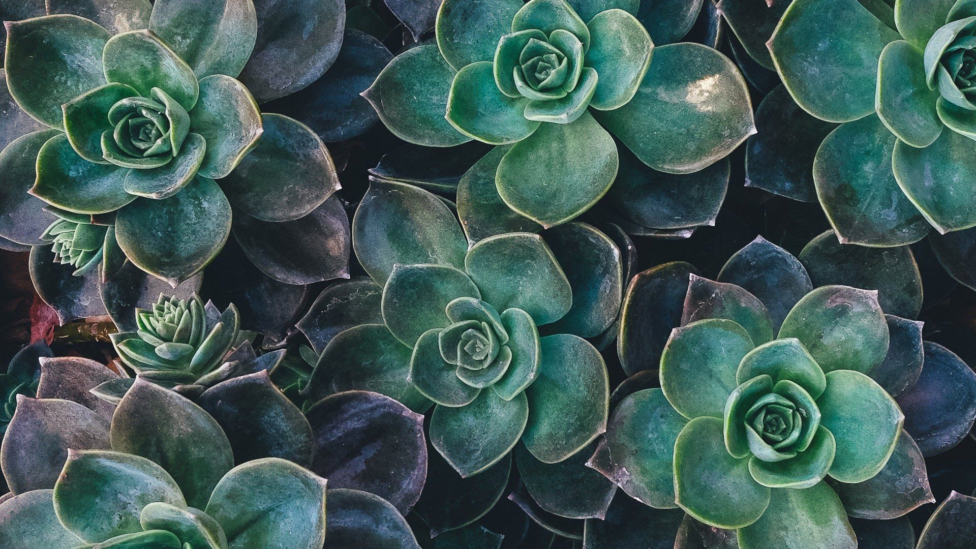 Aesthetic Succulents Wallpapers