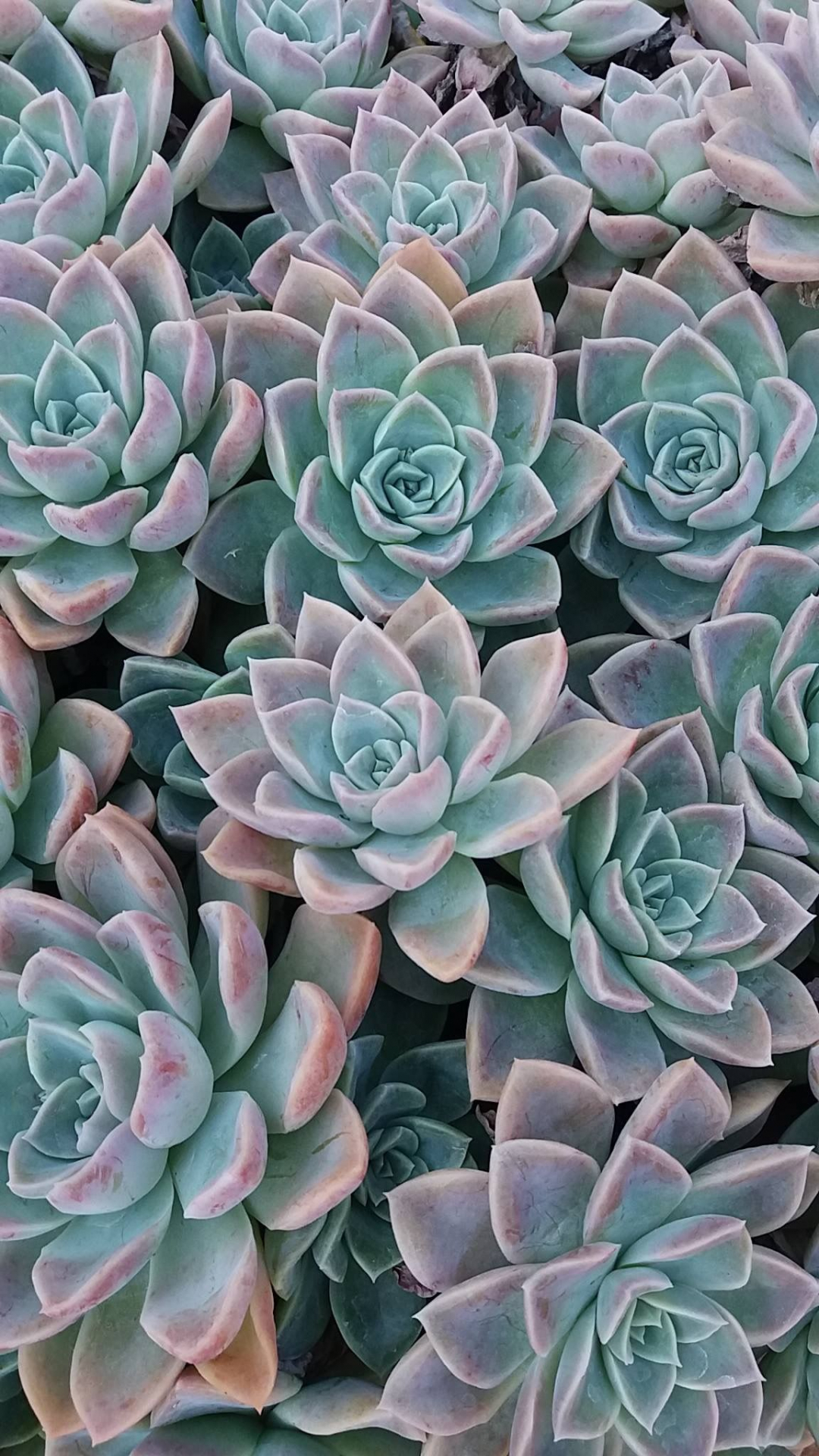 Aesthetic Succulents Wallpapers