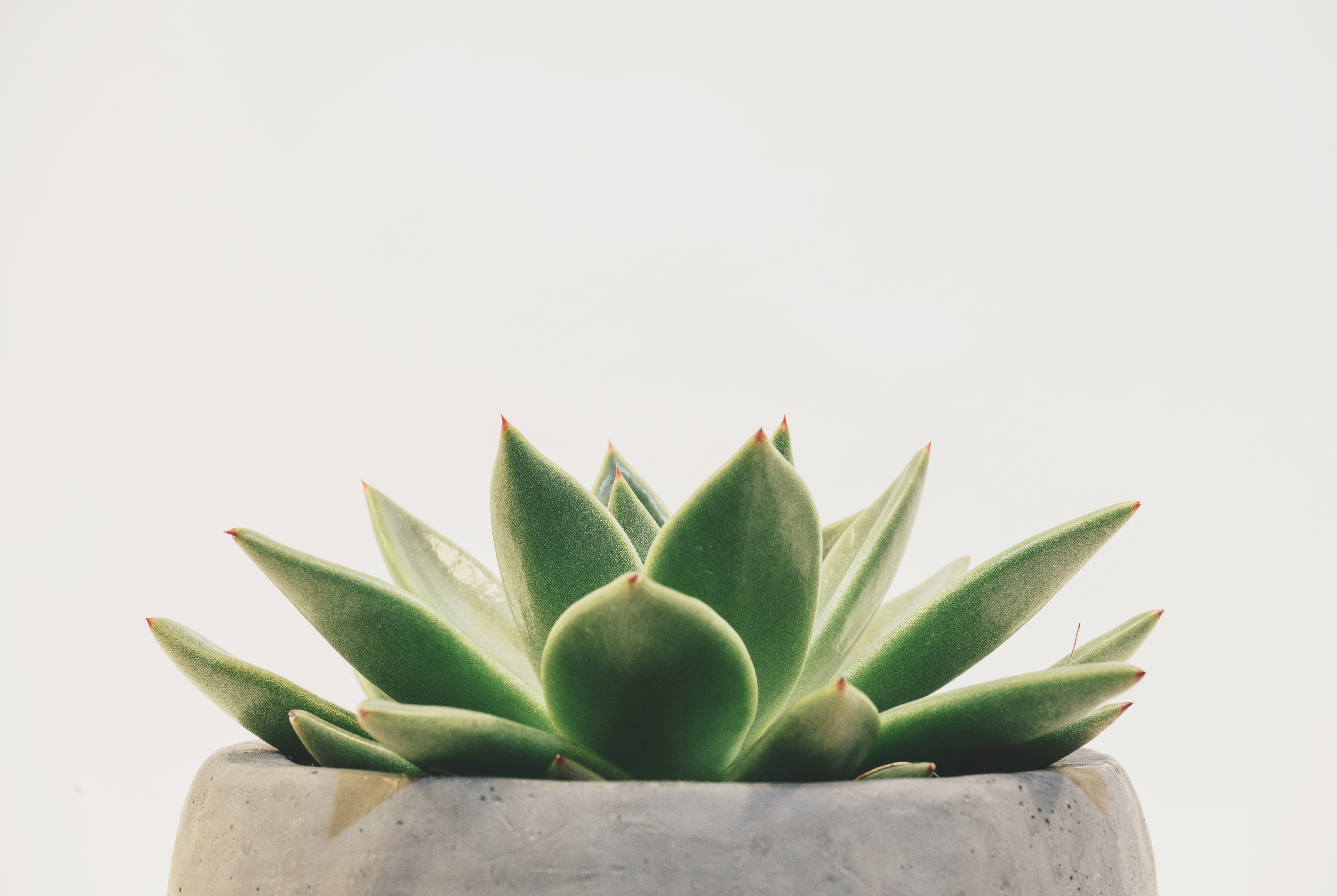 Aesthetic Succulents Wallpapers