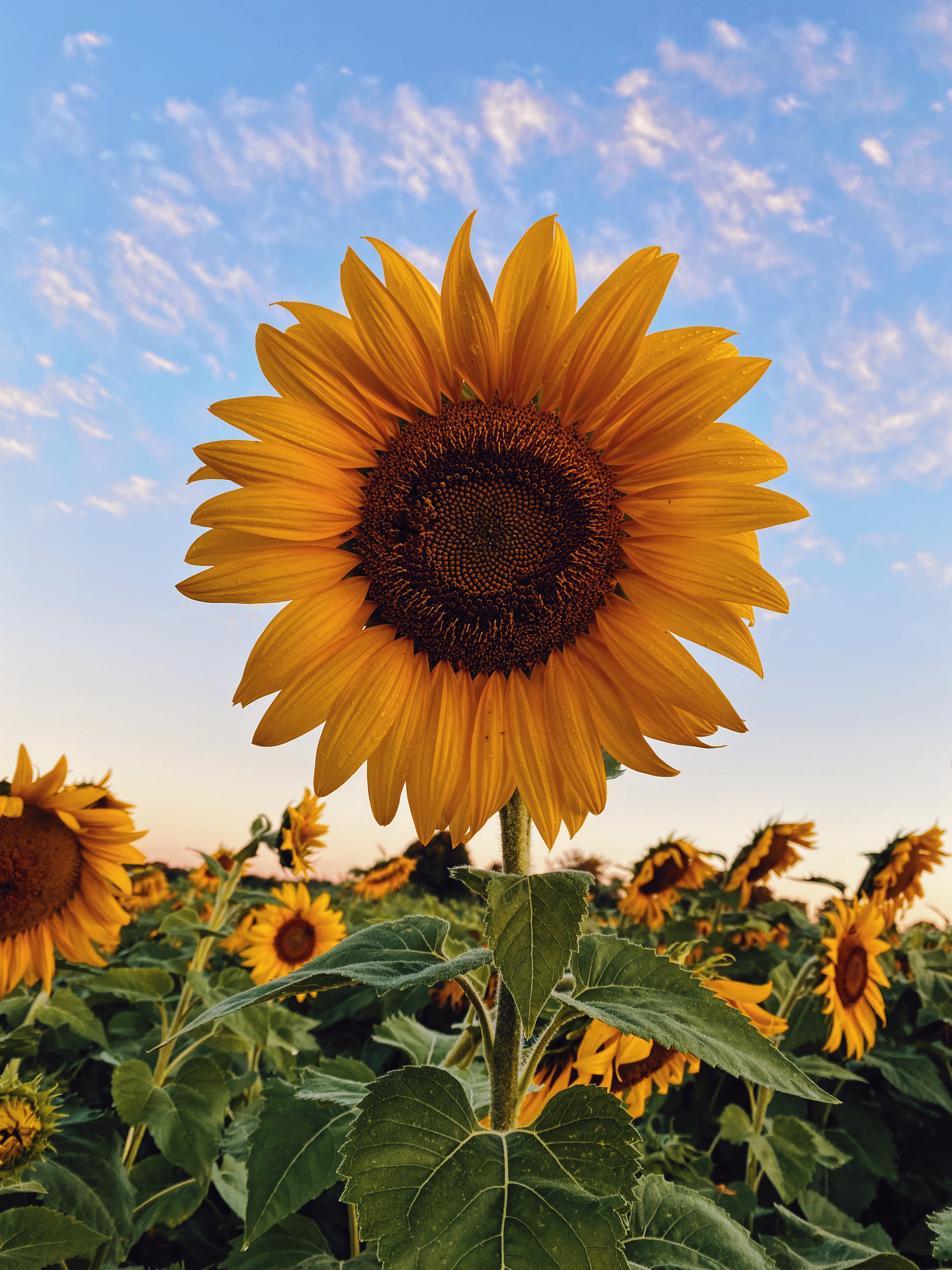 Aesthetic Sunflower Background