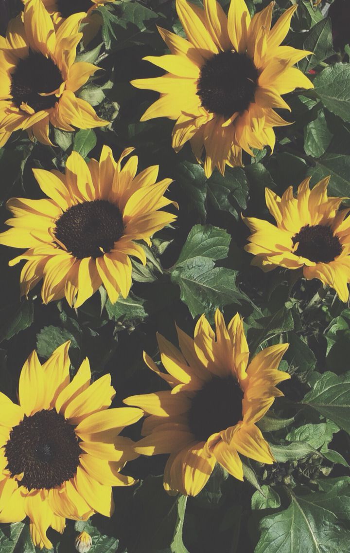 Aesthetic Sunflower Background