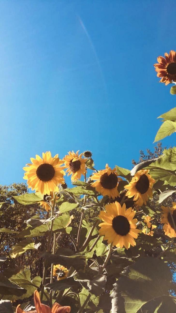 Aesthetic Sunflower Background