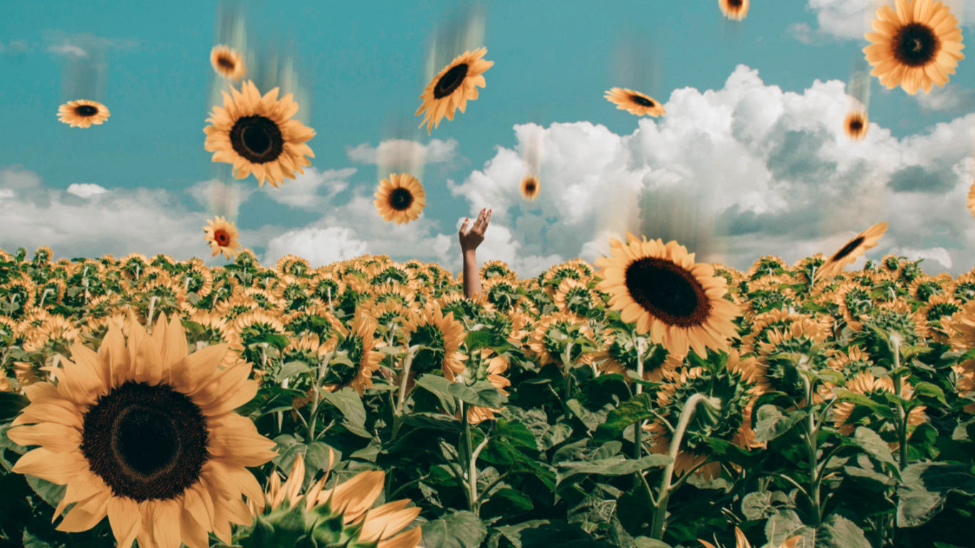 Aesthetic Sunflower Background