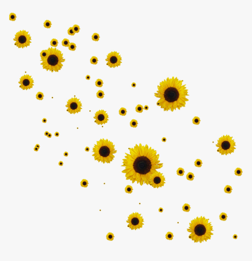 Aesthetic Sunflower Background