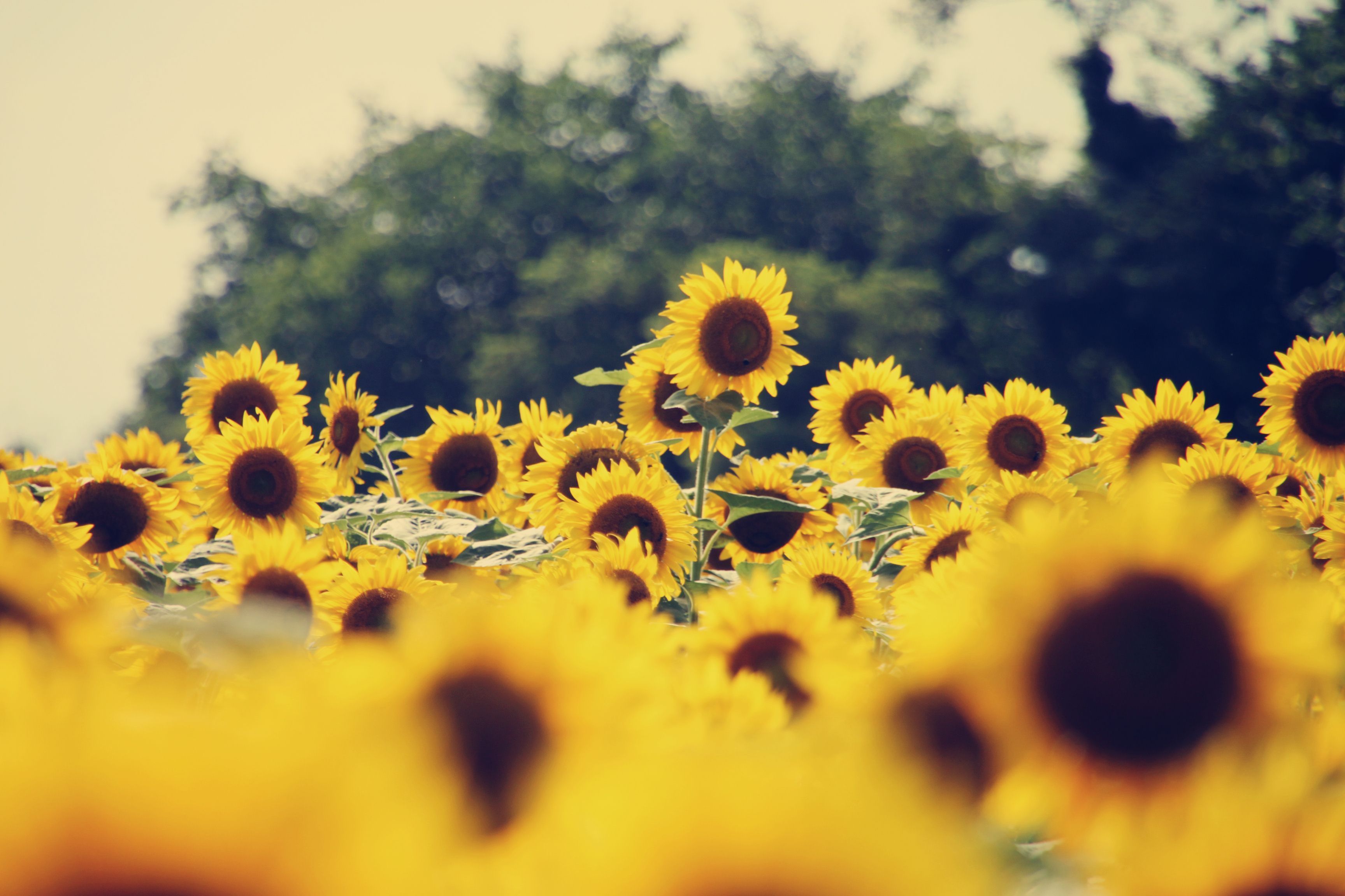 Aesthetic Sunflower Background