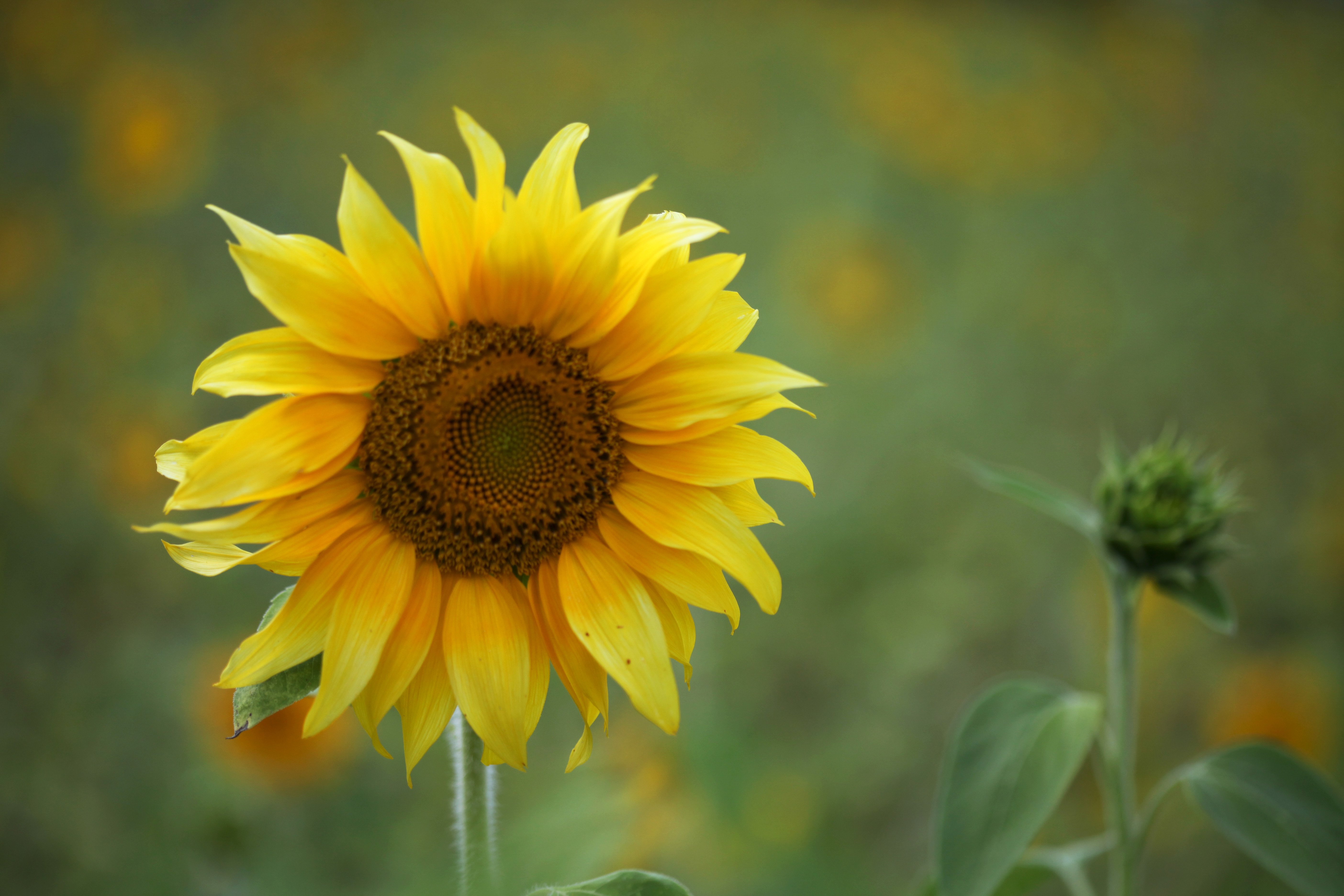 Aesthetic Sunflower Background