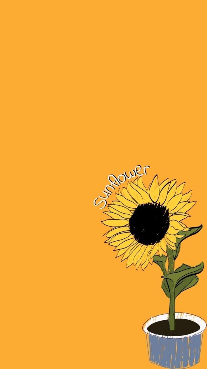 Aesthetic Sunflower Drawing Wallpapers