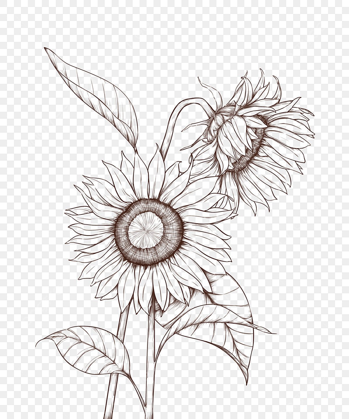 Aesthetic Sunflower Drawing Wallpapers