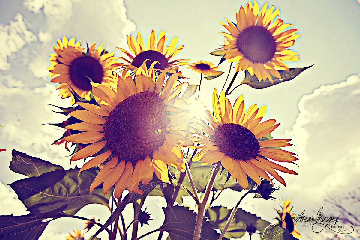 Aesthetic Sunflower Drawing Wallpapers