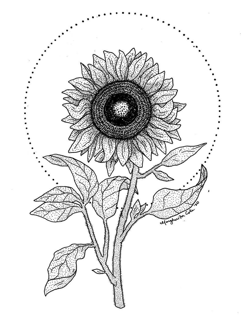 Aesthetic Sunflower Drawing Wallpapers