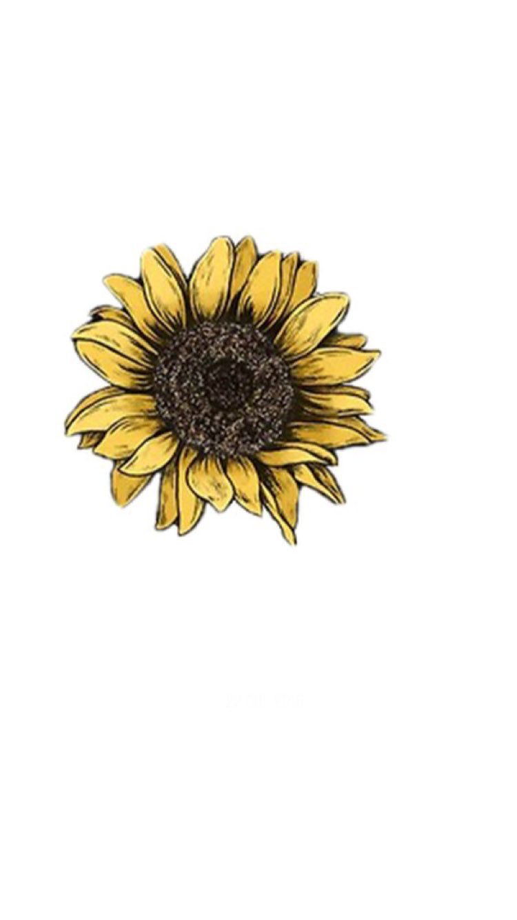 Aesthetic Sunflower Drawing Wallpapers