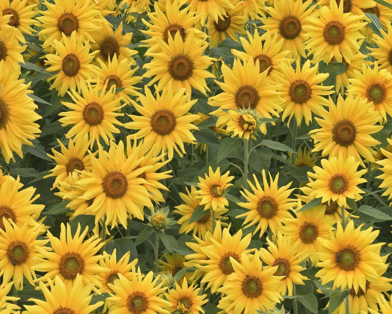 Aesthetic Sunflower Drawing Wallpapers