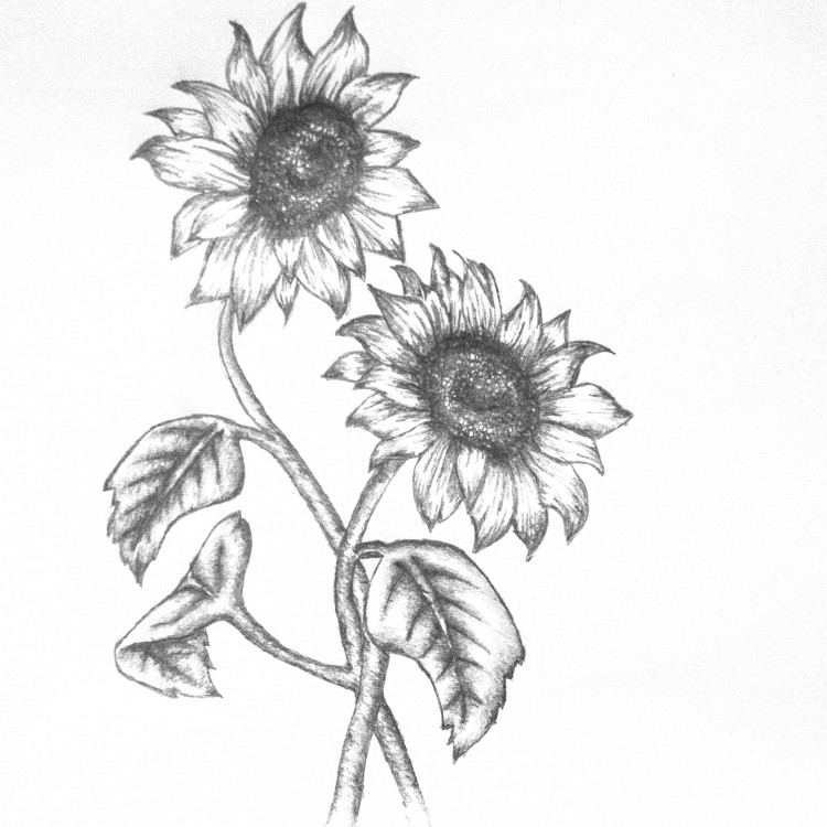 Aesthetic Sunflower Drawing Wallpapers