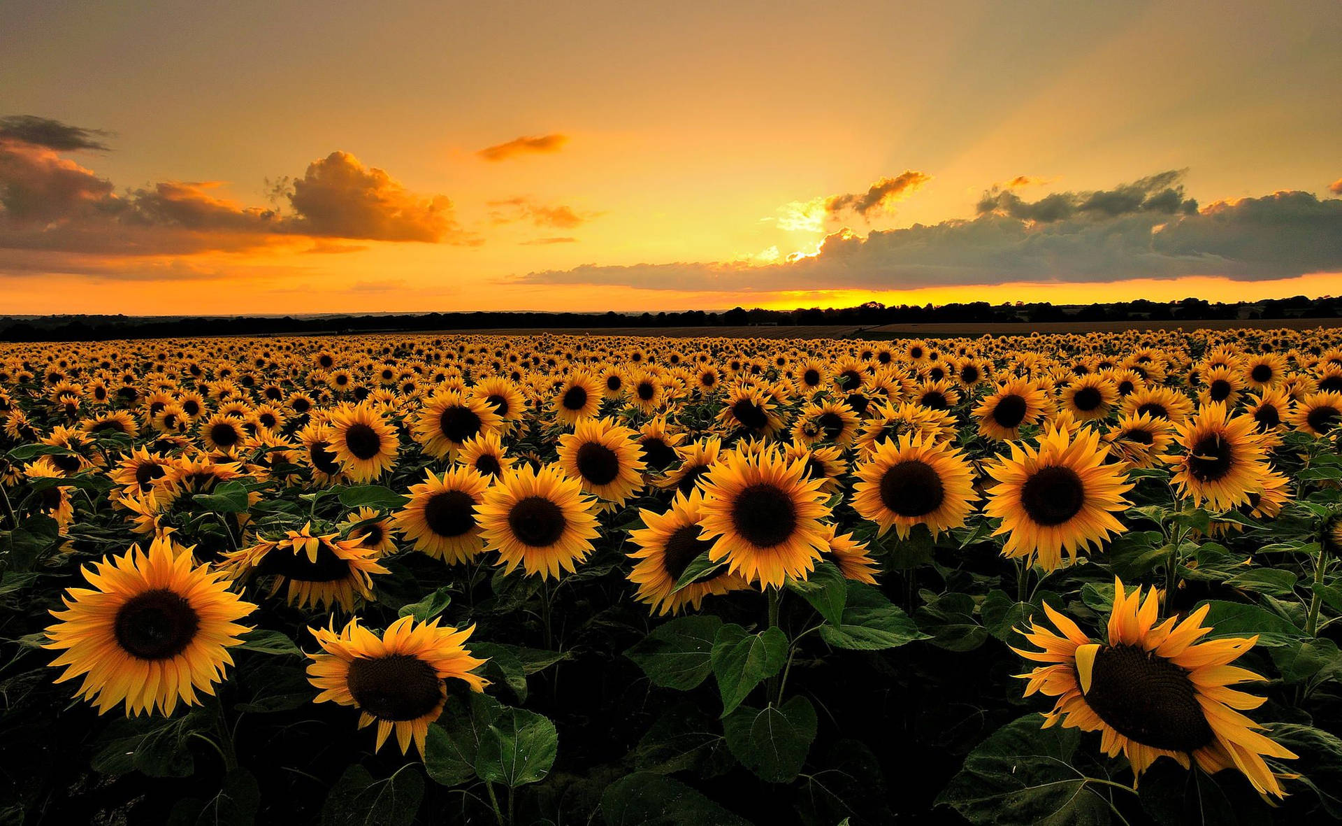 Aesthetic Sunflower Field Wallpapers