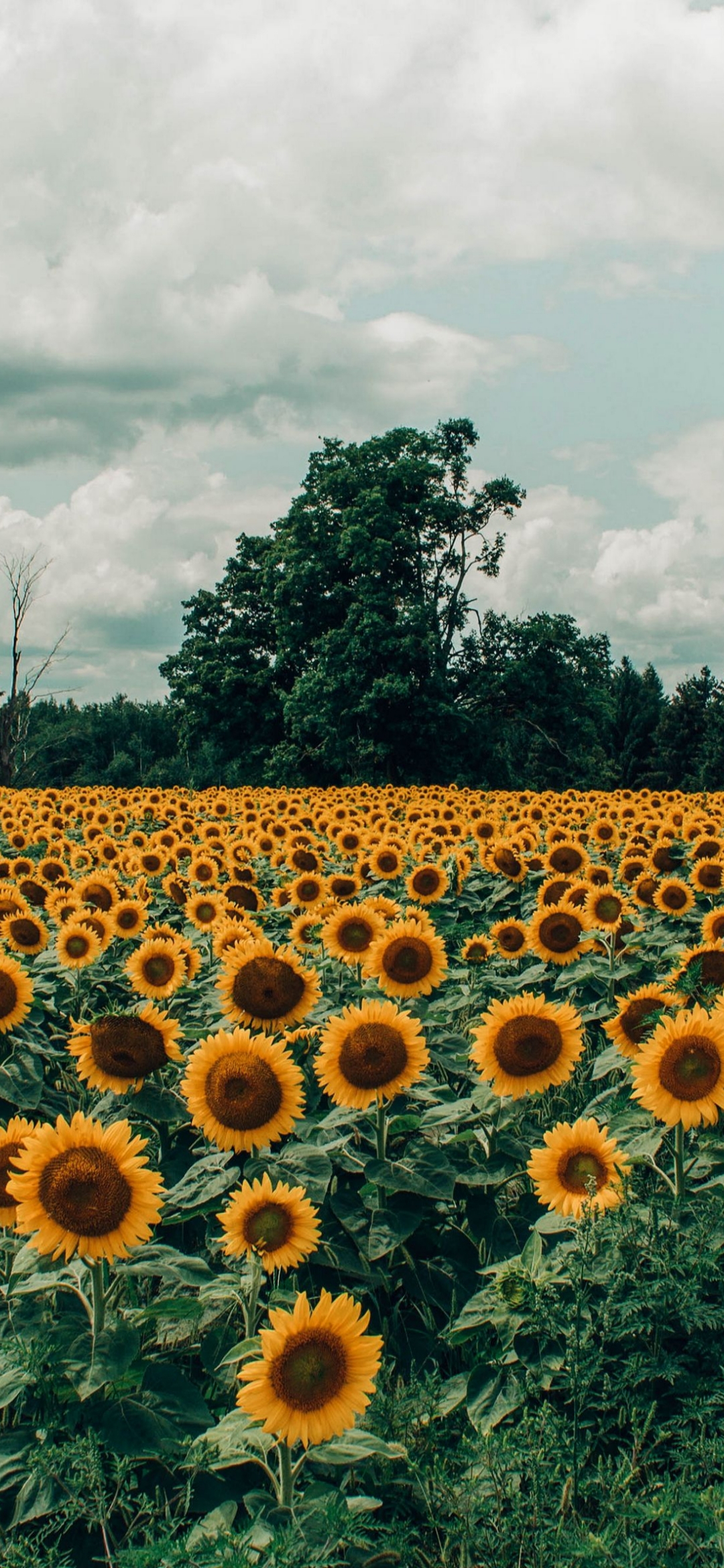 Aesthetic Sunflower Field Wallpapers