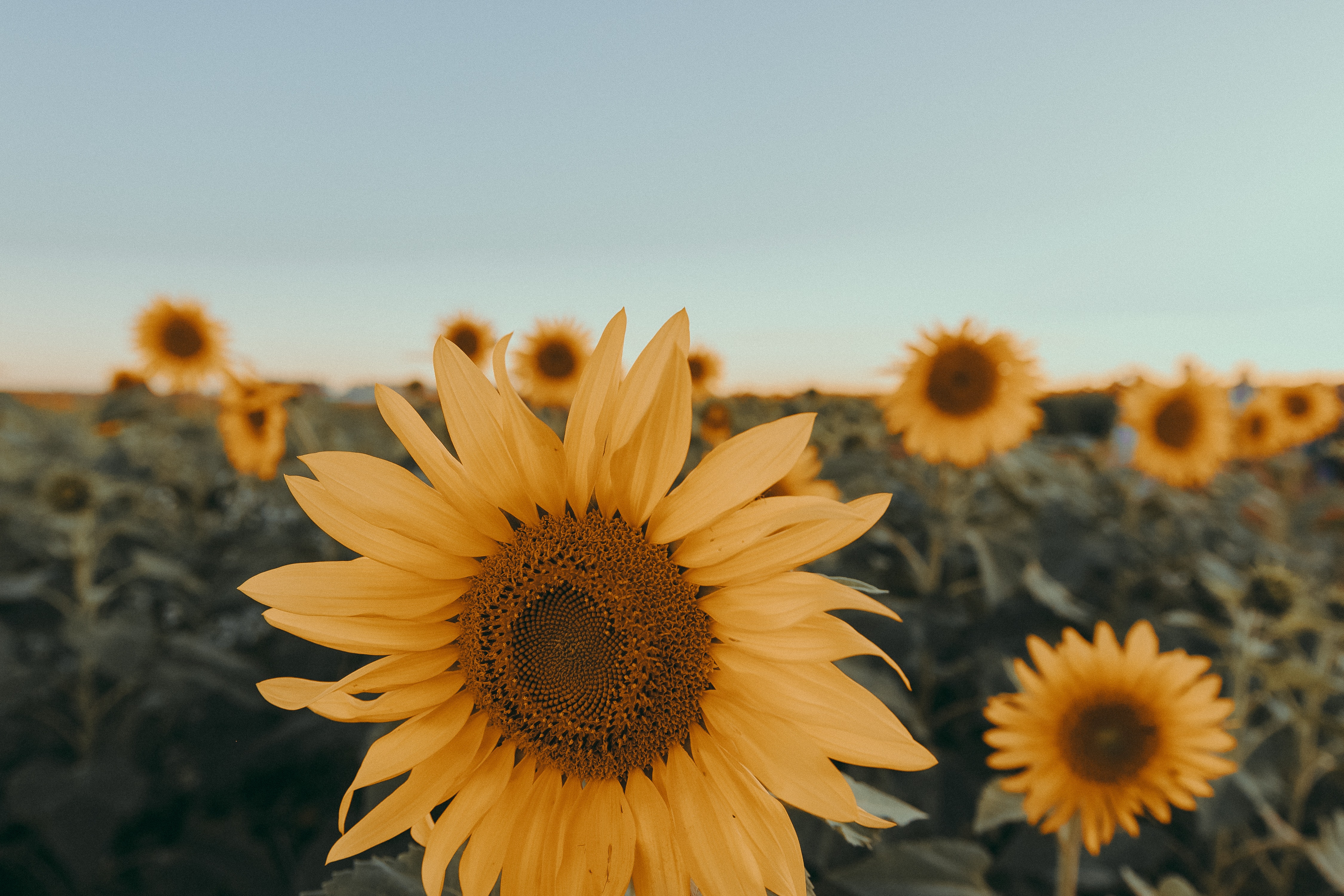 Aesthetic Sunflower Field Wallpapers