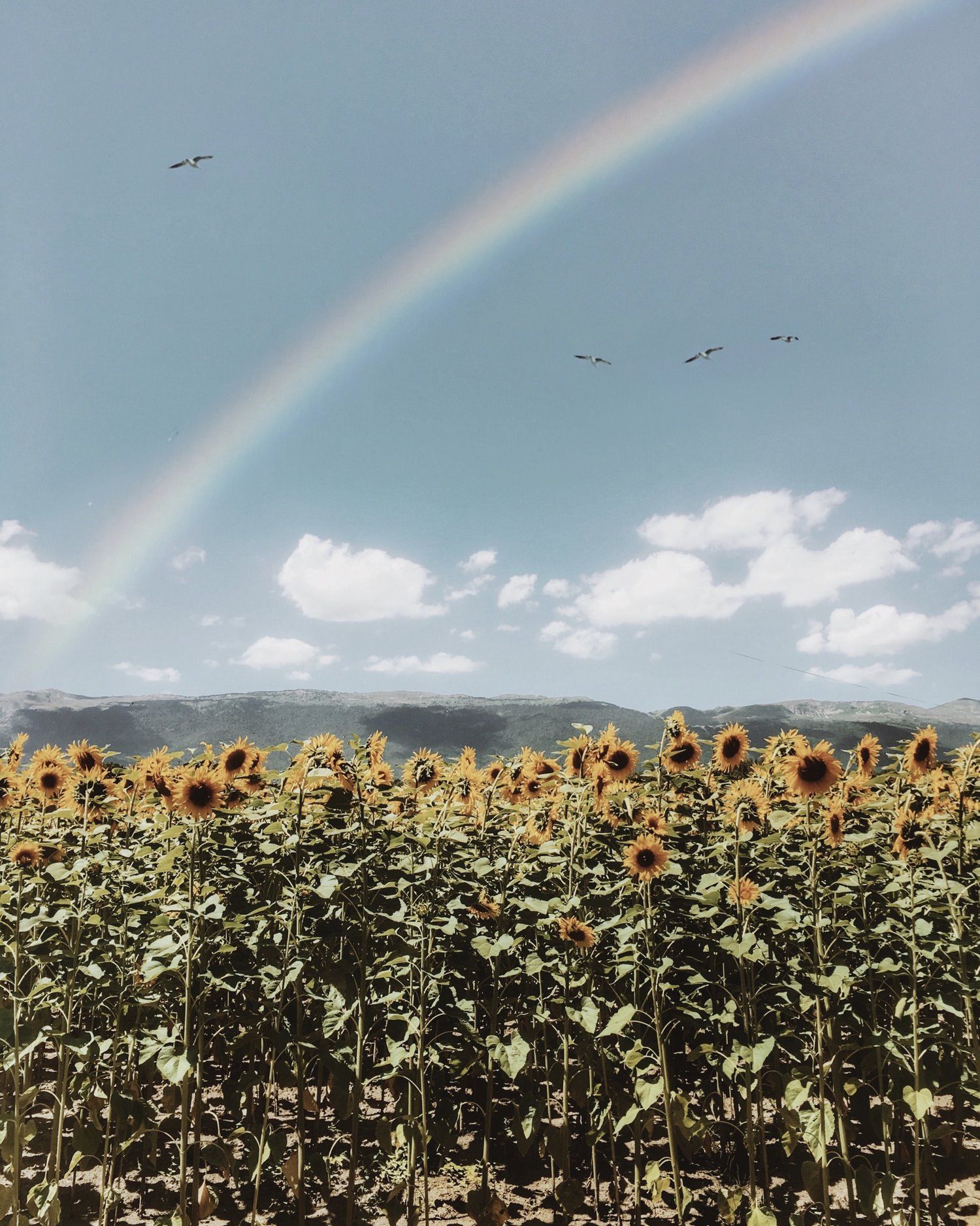 Aesthetic Sunflower Field Wallpapers