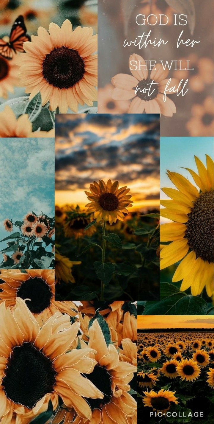 Aesthetic Sunflower Pictures Wallpapers