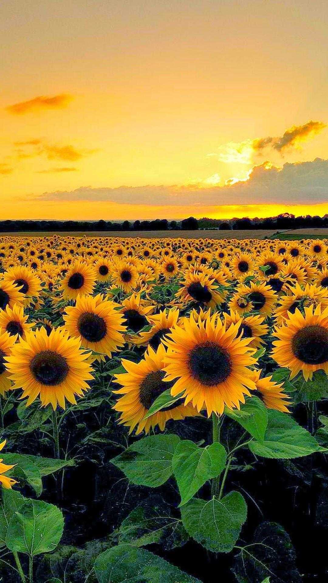 Aesthetic Sunflower Pictures Wallpapers