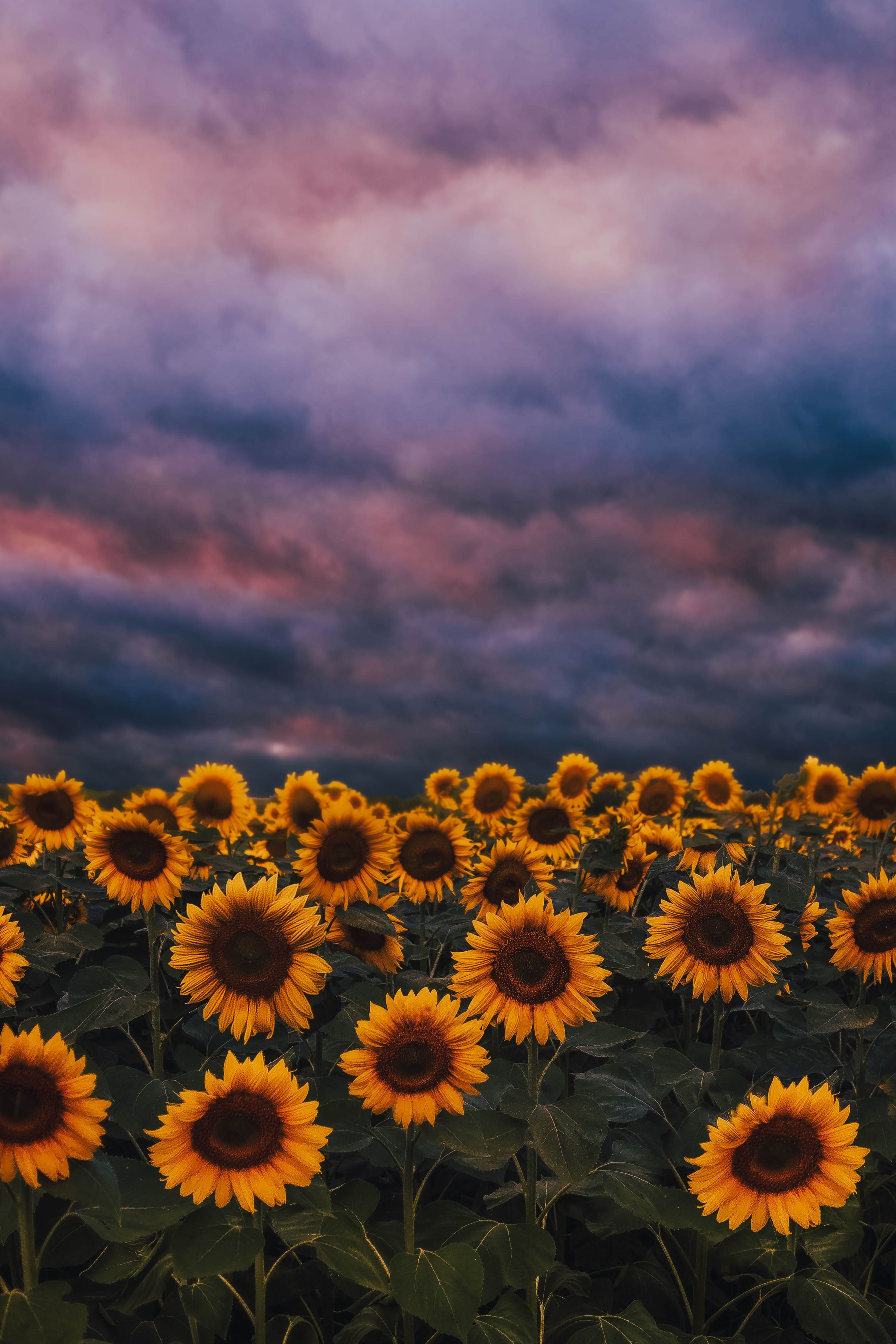 Aesthetic Sunflower Pictures Wallpapers