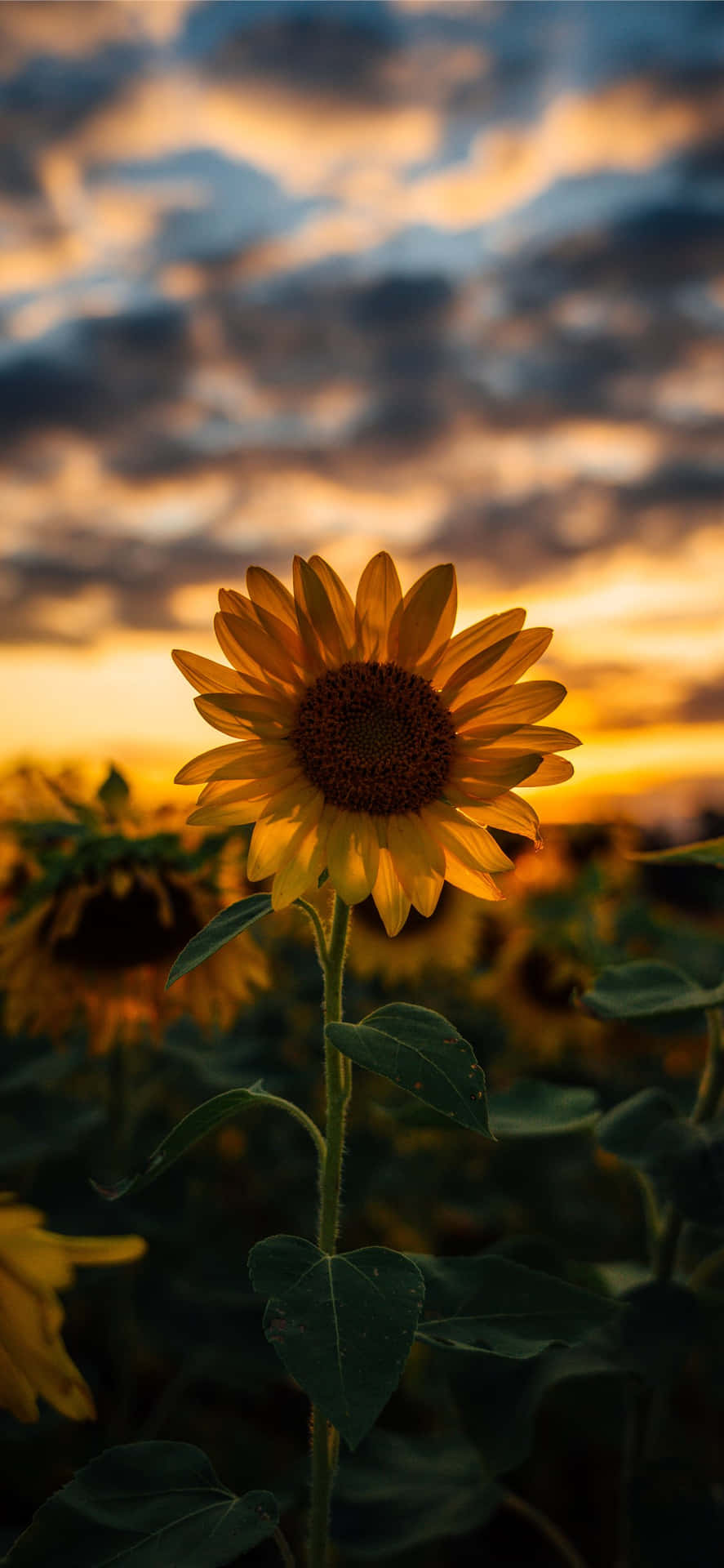 Aesthetic Sunflower Wallpapers