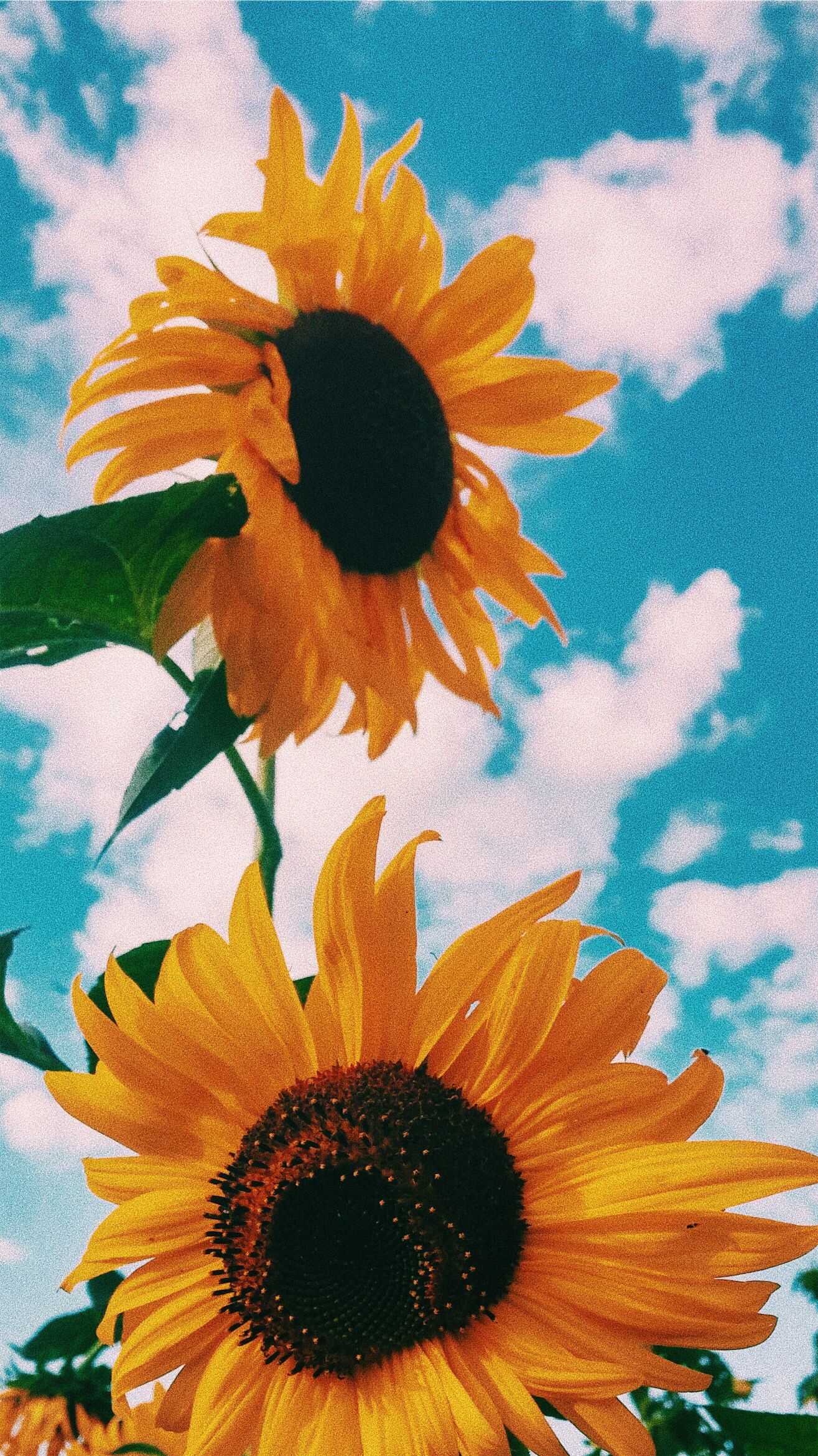 Aesthetic Sunflower Wallpapers