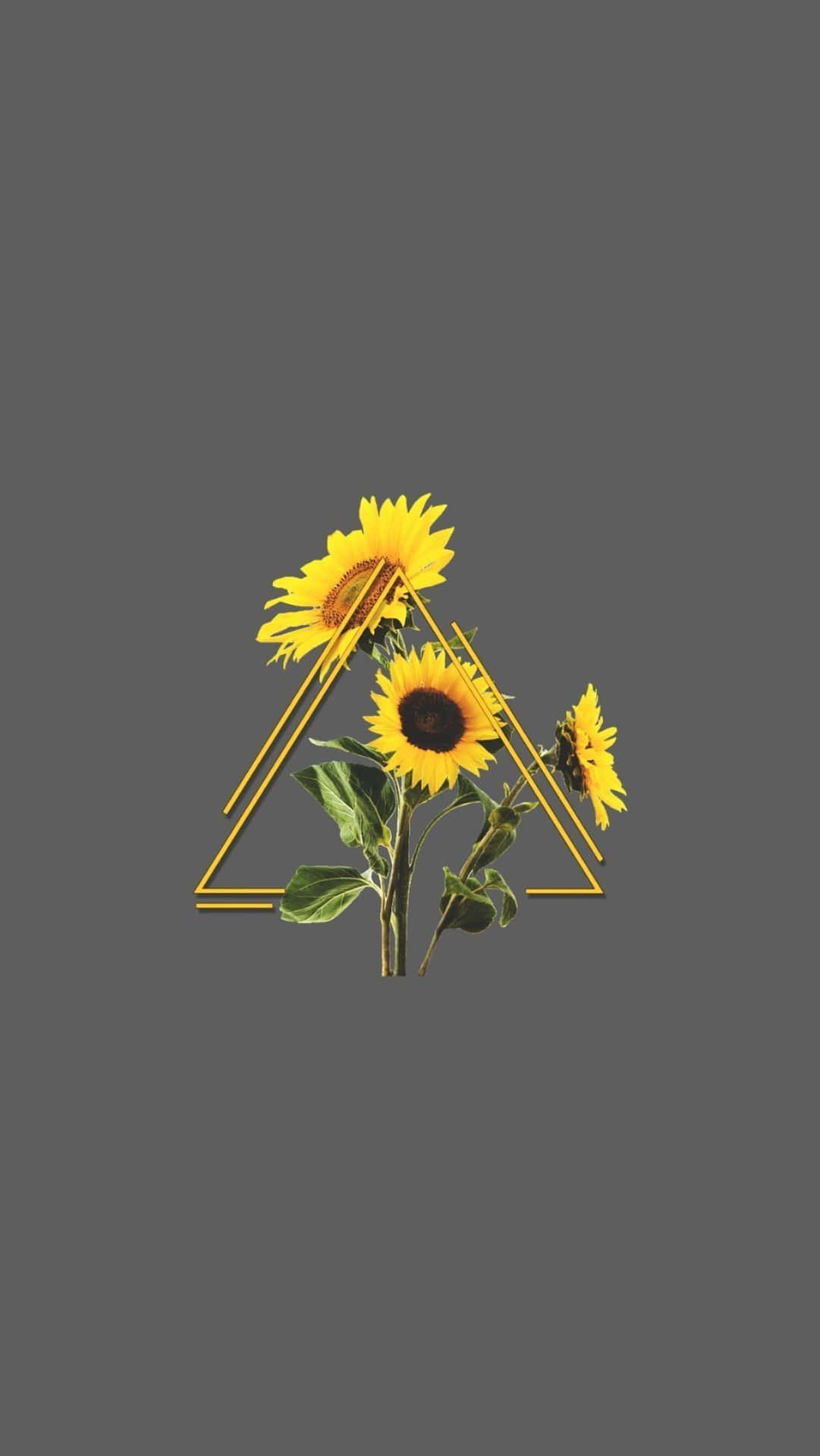 Aesthetic Sunflower Wallpapers